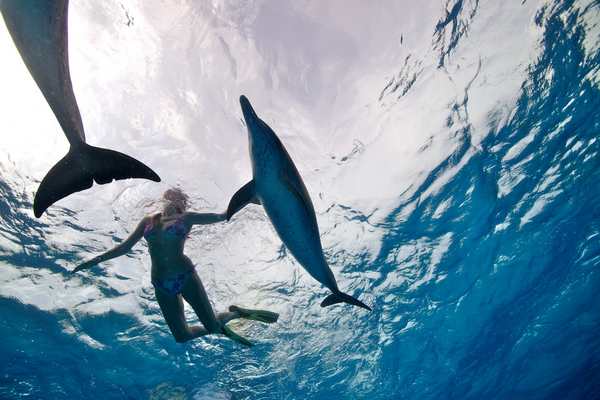 Nager avec dauphin Bahamas, Hawaï