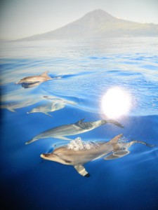 Dauphins Açores