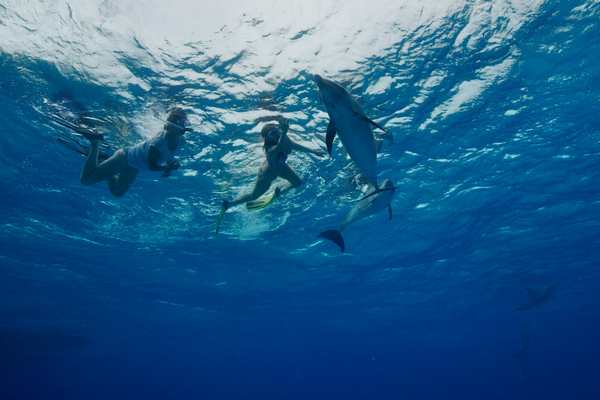 Rencontrer dauphin Hawaï, Bahamas, voyage sur mesure