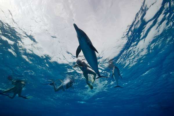 Voyage rencontre dauphin, nager avec dauphin, Bahamas, Hawaï