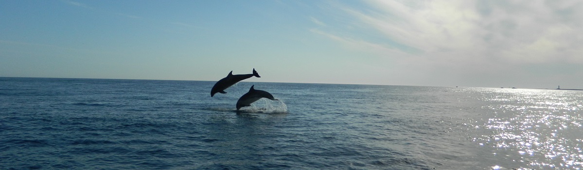 voyage aux Açores, nager avec les dauphins