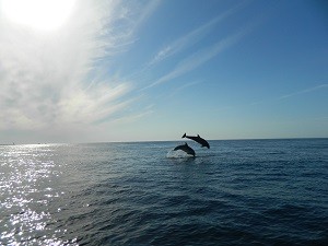 Nager dauphins Açores 