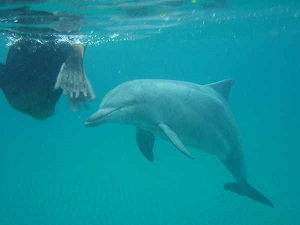 rencontre dauphin