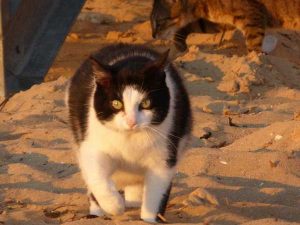 Stage découverte communication avec les animaux