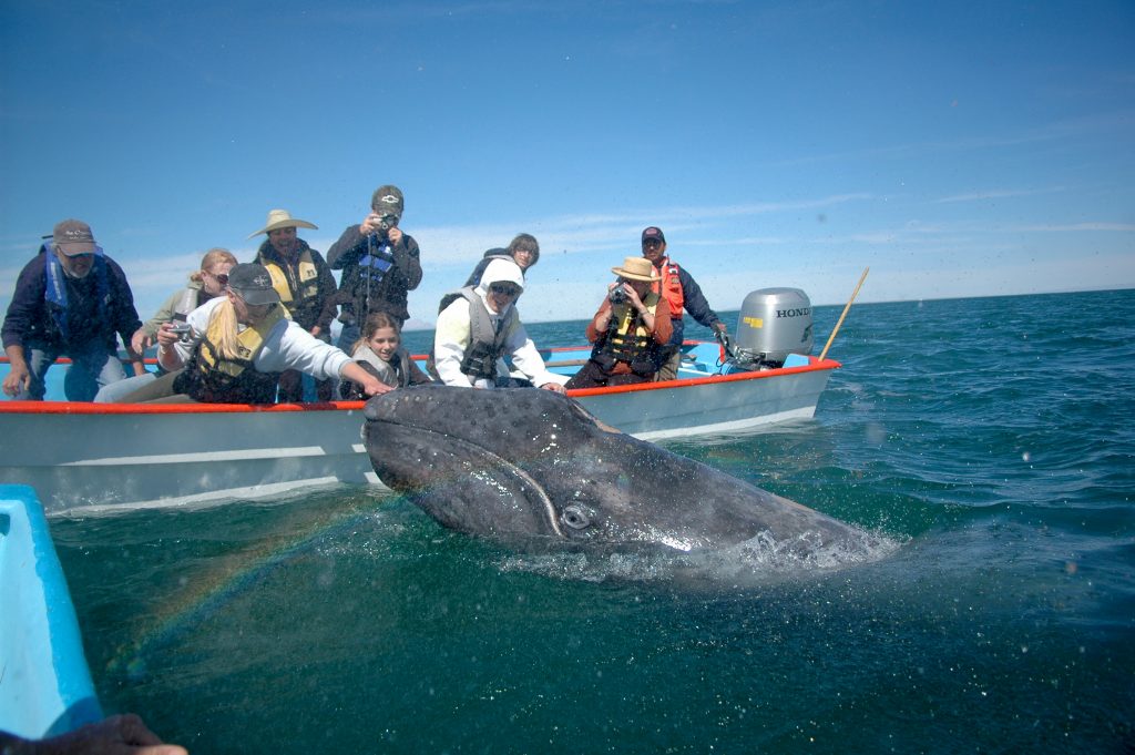 rencontre baleine grise