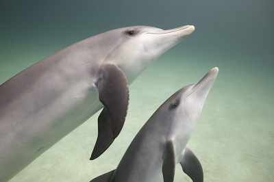 rencontre dauphins nice