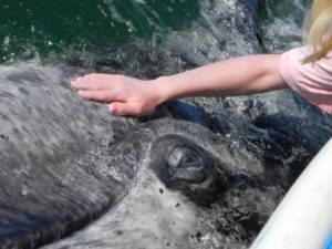 rencontre baleine Mexique