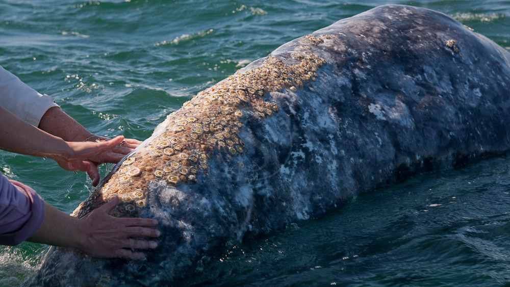 Baleine grise de Basse Californie
