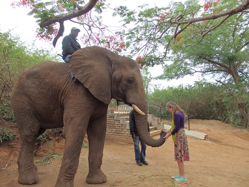 Rencontre éléphant ambassadeur