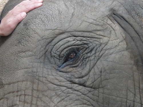 Rencontre éléphant ambassadeur, Afrique du Sud